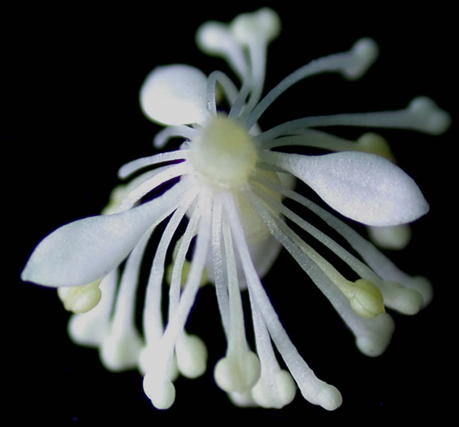 Red Baneberry (Actaea Rubra) — These blooms are not only visually appealing but also attract pollinators like bees to the garden