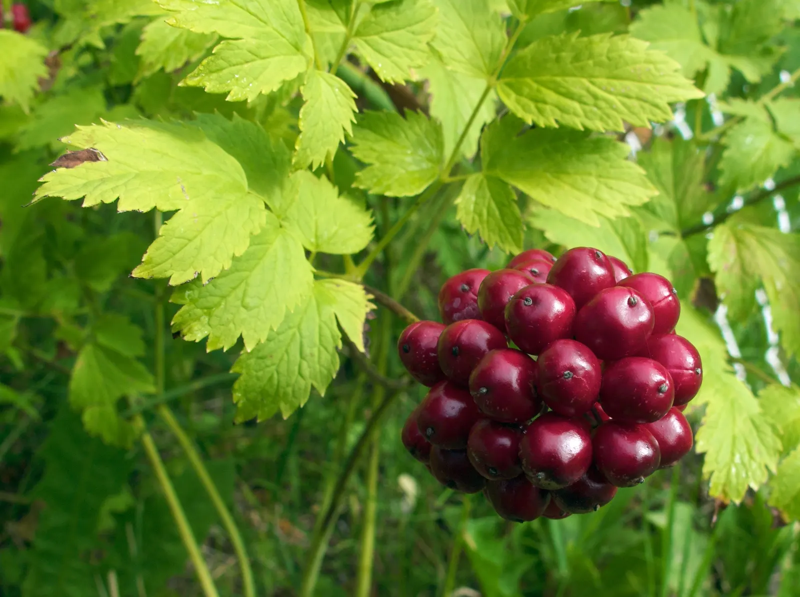 Red Baneberry (Actaea Rubra) — Red Baneberry (Actaea rubra) is a shade-tolerant perennial native to North American woodlands