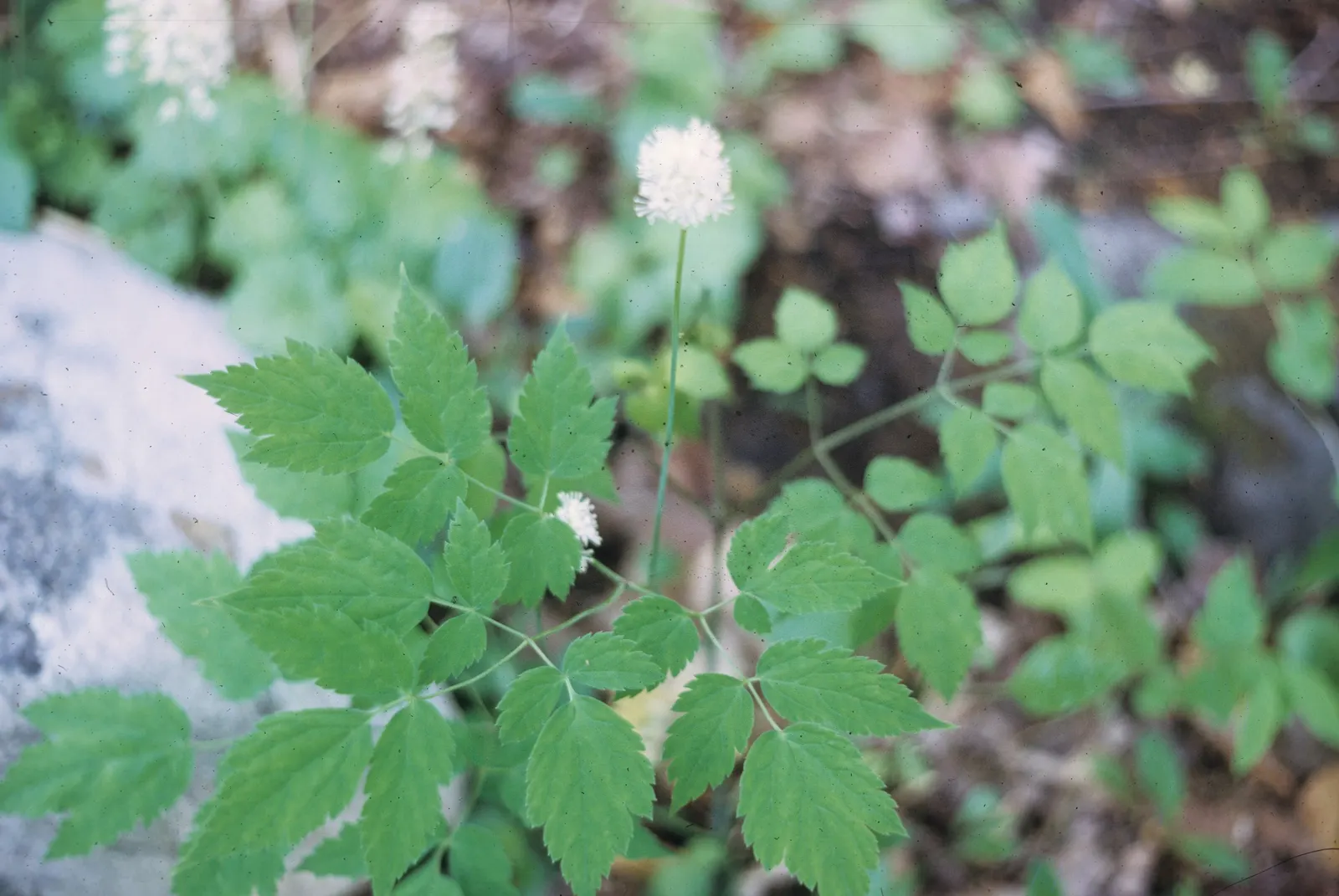 Red Baneberry (Actaea Rubra) — fern-like foliage and dense clusters of small white flowers in spring; creating a delicate texture, image 52
