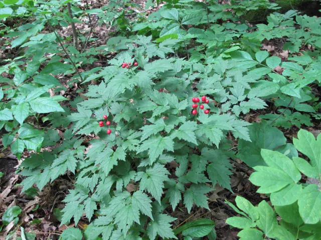 Red Baneberry (Actaea Rubra) — creating a delicate texture; perennial with white blooms, image 61