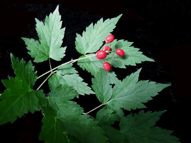 Red Baneberry (Actaea Rubra) — Red Baneberry (Actaea rubra) is a shade-tolerant perennial native to North American woodlands; the plant typically, image 51