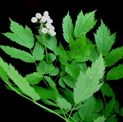 Red Baneberry (Actaea Rubra) — Red Baneberry (Actaea rubra) is a shade-tolerant perennial native to North American woodlands; the plant typically, image 76