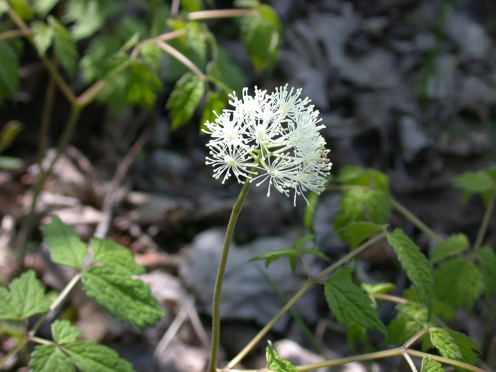 Red Baneberry (Actaea Rubra) — In late spring to early summer; ideal for adding color to shaded areas in USDA zones 3-8, image 87