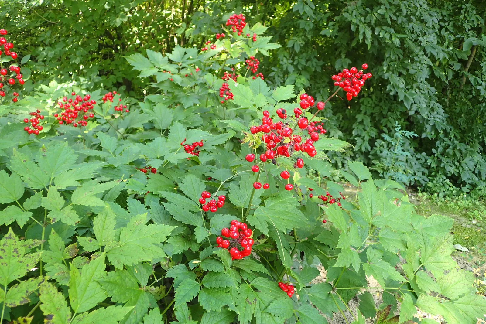 Red Baneberry (Actaea Rubra) — fern-like foliage and dense clusters of small white flowers in spring; creating a delicate texture