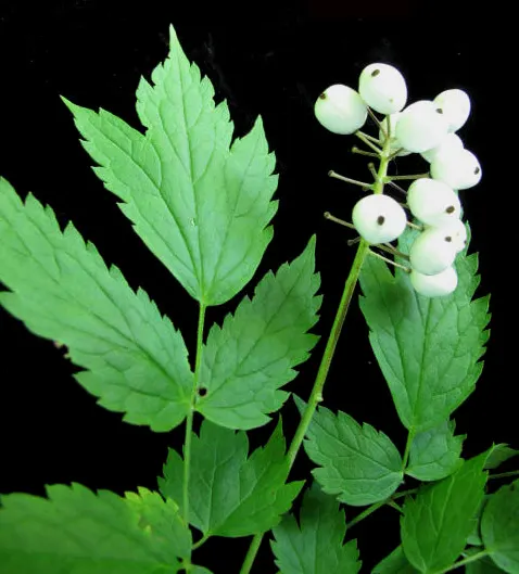 Red Baneberry (Actaea Rubra) — maturing to bright red berries by late summer; the berries offer a striking contrast against the verdant foliage but, image 78