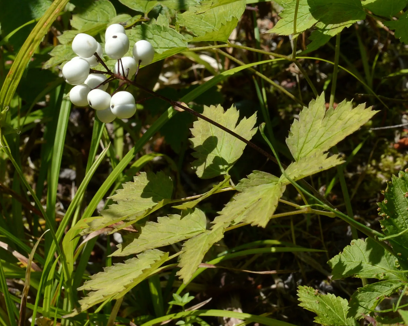 Red Baneberry (Actaea Rubra) — each about 1/3 to 1/2 inch in diameter; the true spectacle begins as the plant produces vivid red berries, image 67