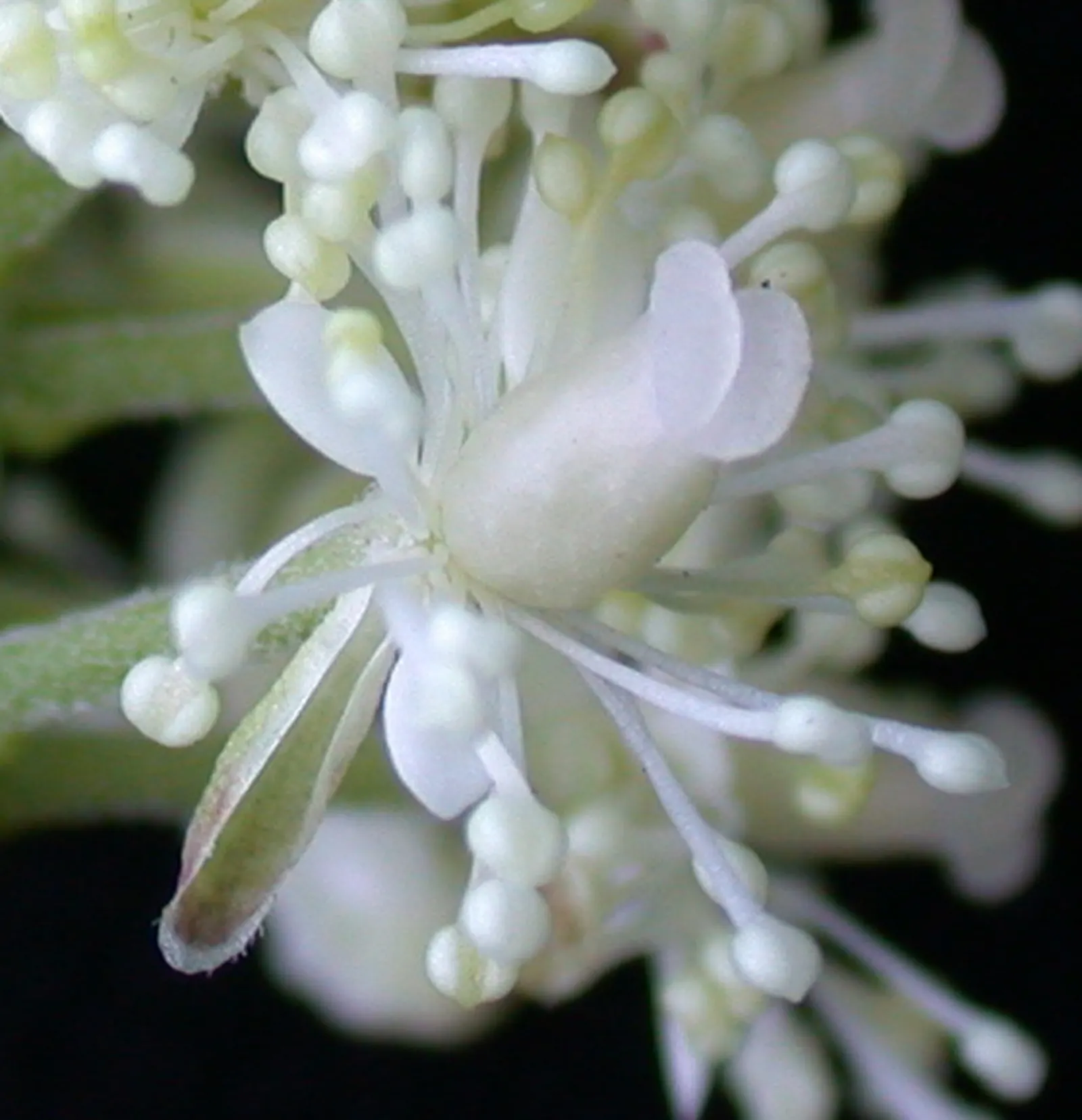 Red Baneberry (Actaea Rubra) — Following the flowering period; fern-like foliage and dense clusters of small white flowers in spring, image 65