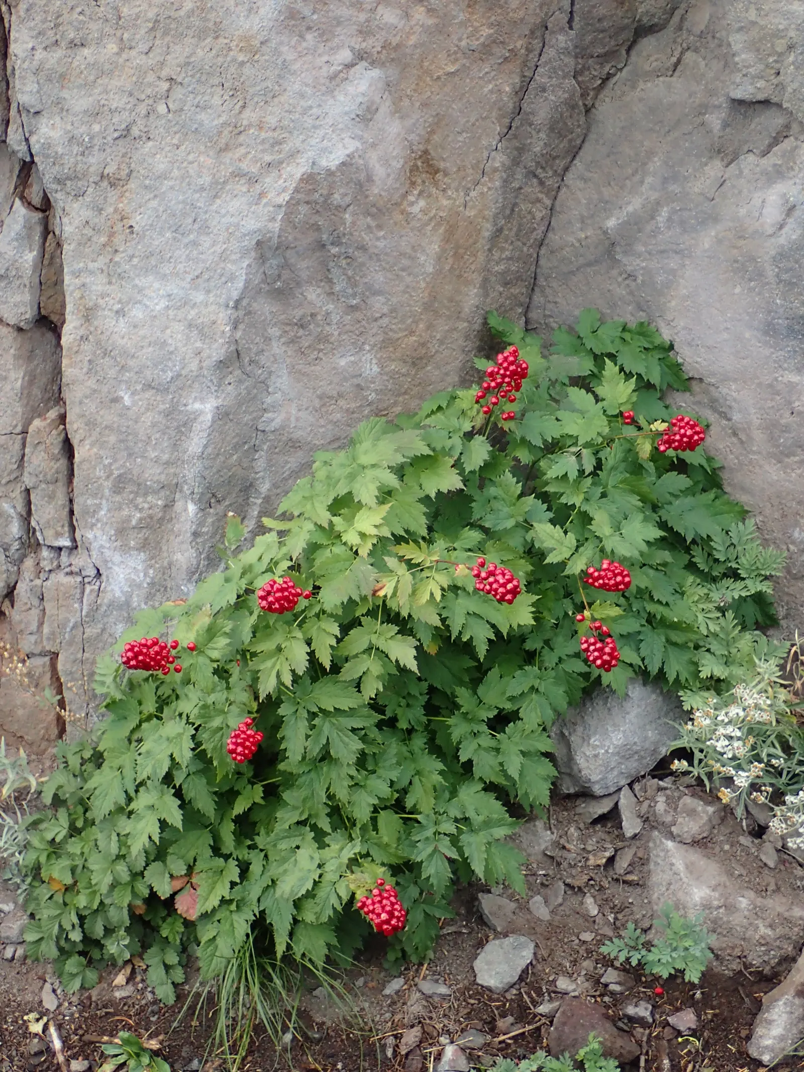 Red Baneberry (Actaea Rubra) — <br><br>The foliage of Red Baneberry is a lush deep green; with compound leaves that are finely divided into toothed leaflets
