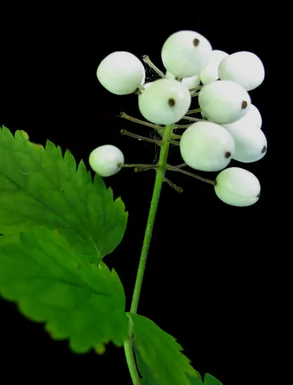 Red Baneberry (Actaea Rubra) — maturing to bright red berries by late summer; the berries offer a striking contrast against the verdant foliage but, image 53