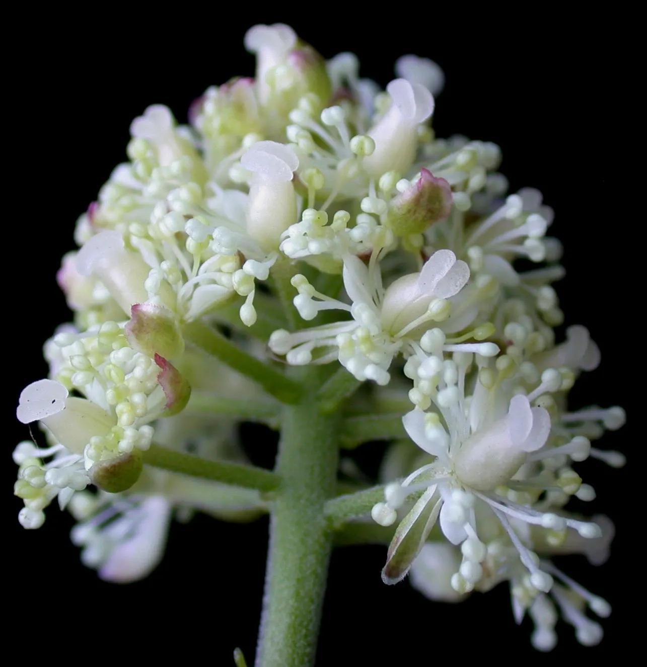 Red Baneberry (Actaea Rubra) — especially in dry periods; red Baneberry (Actaea rubra) is a shade-tolerant perennial native to North American, image 72