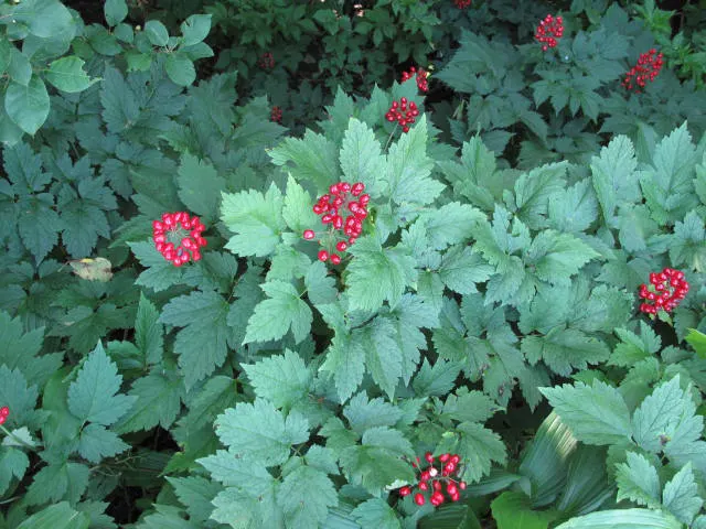 Red Baneberry (Actaea Rubra) — maturing to bright red berries by late summer
