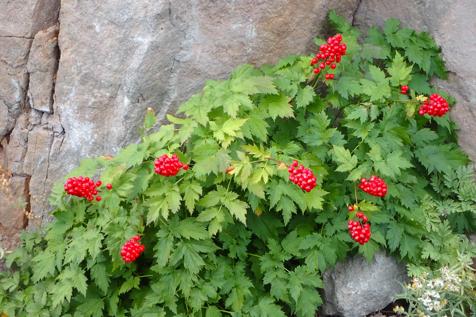 Red Baneberry (Actaea Rubra) — These blooms are not only visually appealing but also attract pollinators like bees to the garden; red Baneberry is an excellent