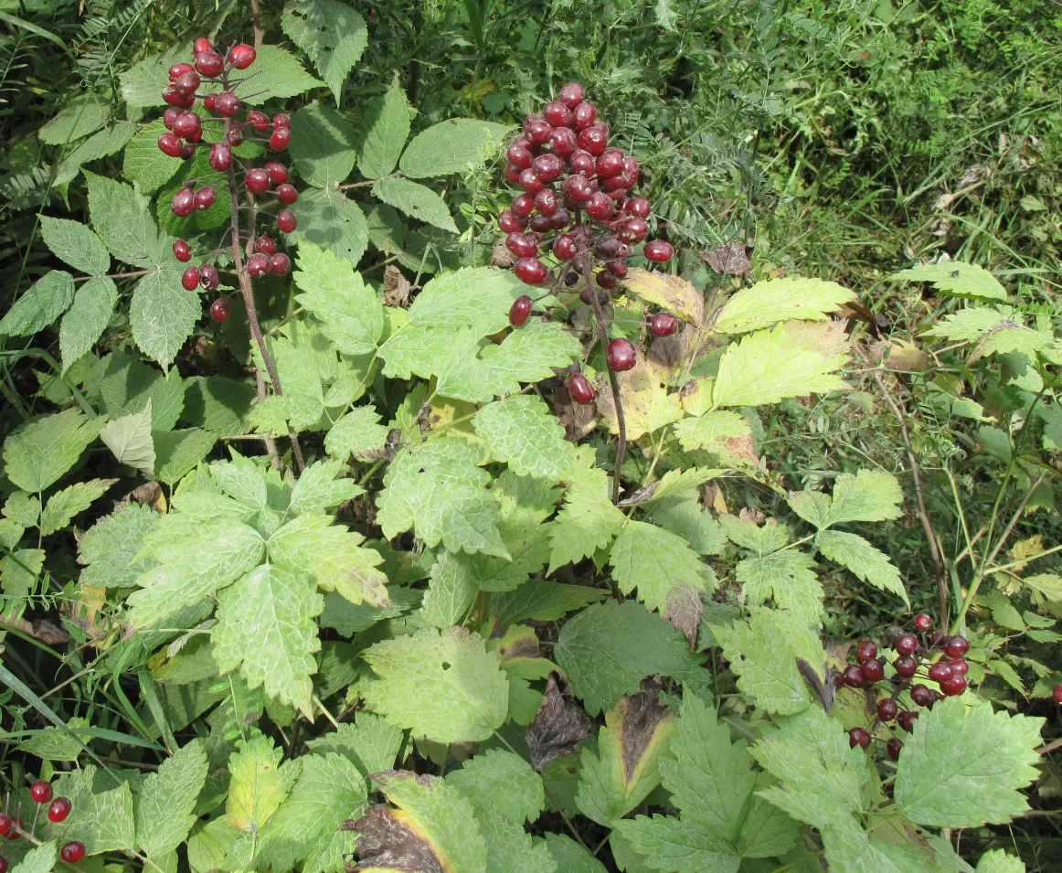 Red Baneberry (Actaea Rubra) — so they should be kept away from children and pets.<br><br>For landscape designs; caution: its alluring berries are toxic if