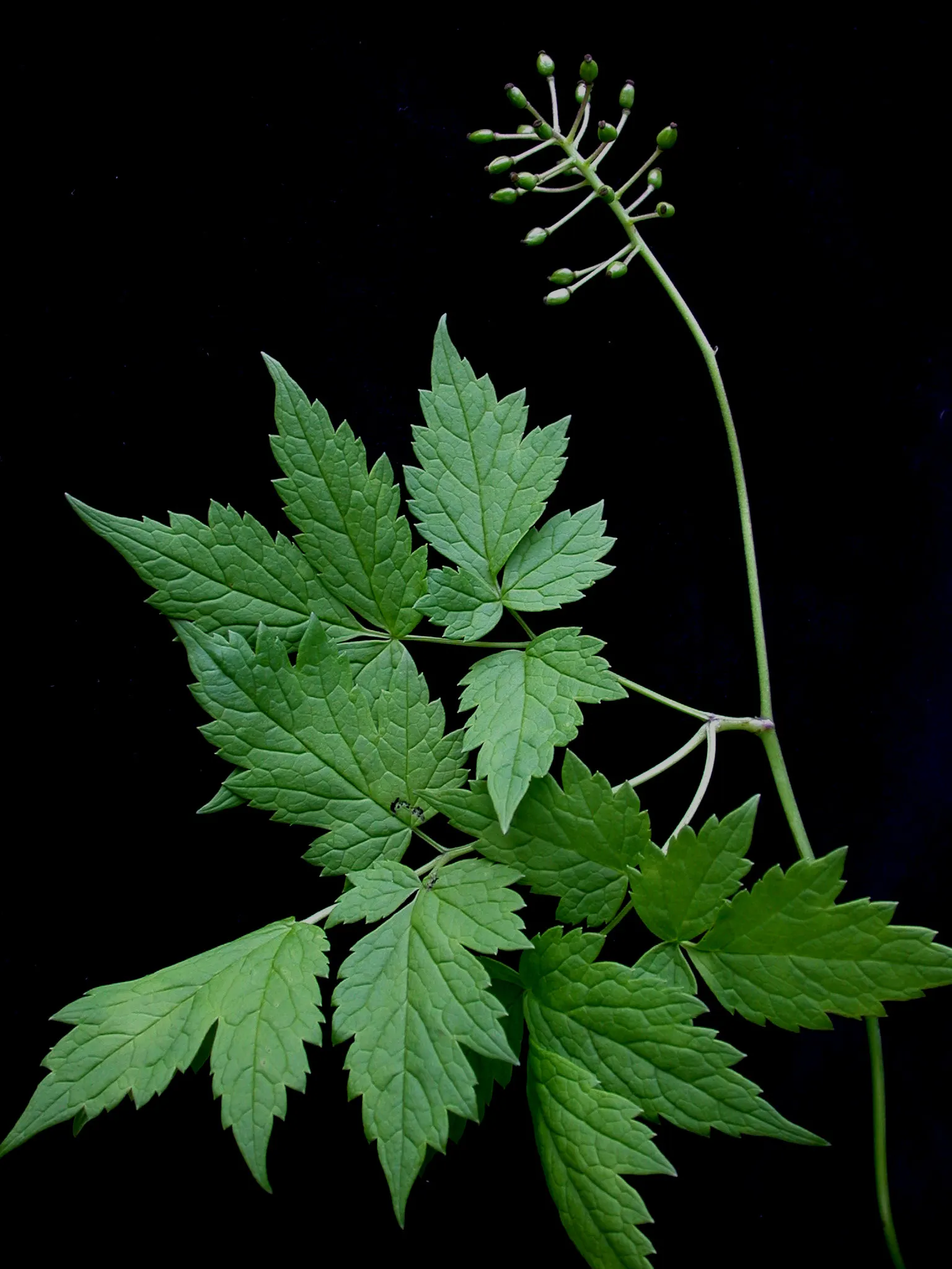 Red Baneberry (Actaea Rubra) — Ideal for adding color to shaded areas in USDA zones 3-8; these blooms are not only visually appealing but also, image 81