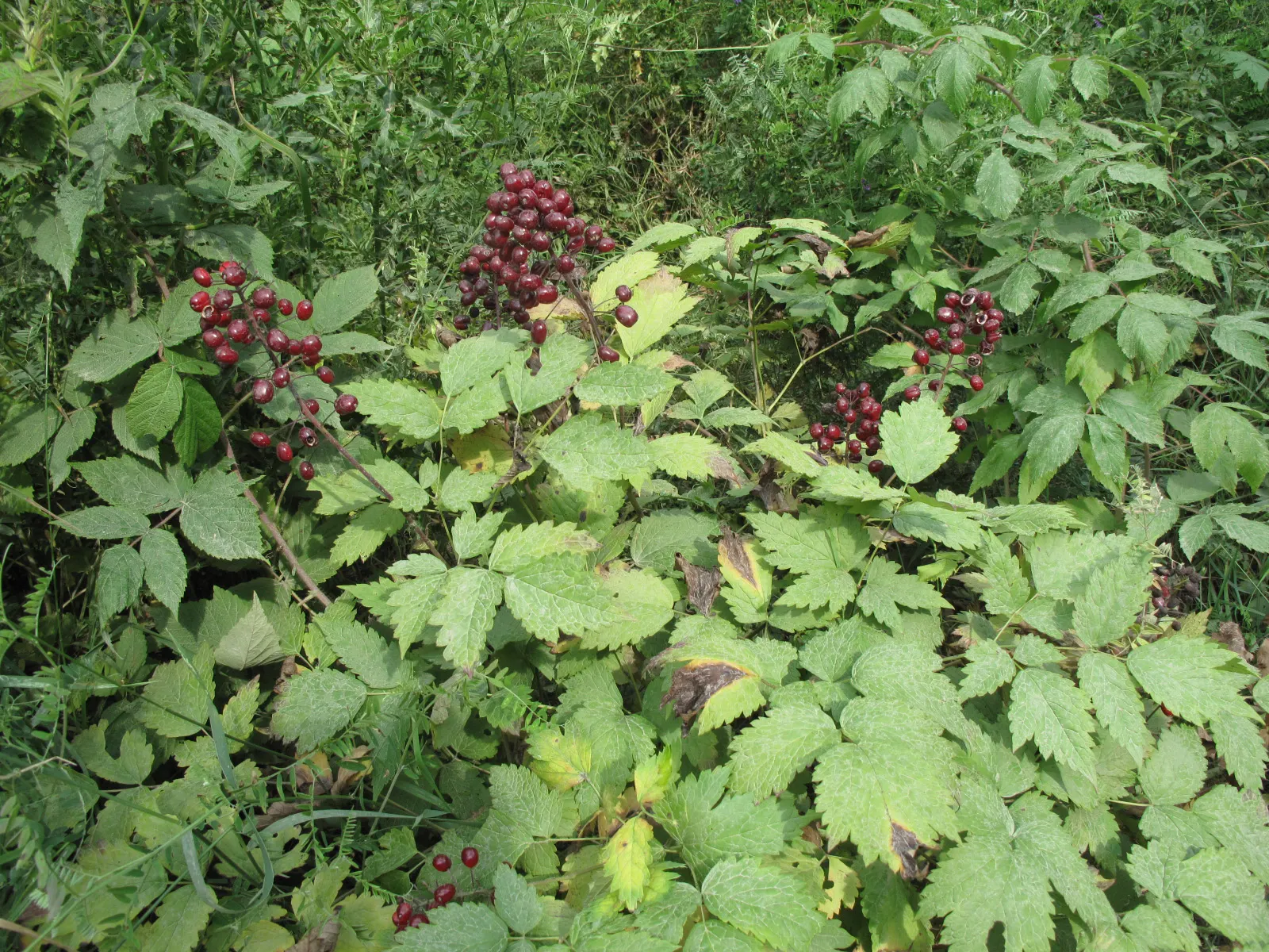 Red Baneberry (Actaea Rubra) — with compound leaves that are finely divided into toothed leaflets; each about 1/3 to 1/2 inch in diameter, image 85