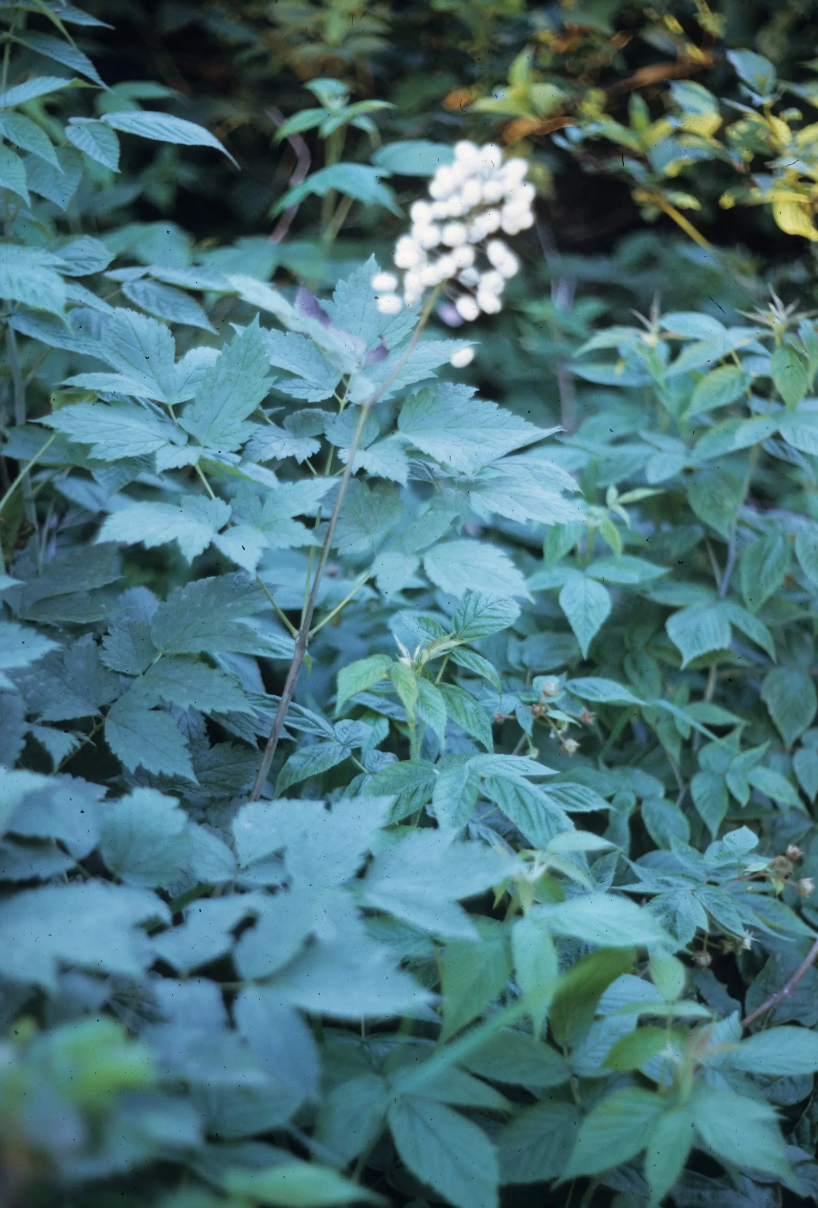 Red Baneberry (Actaea Rubra) — the true spectacle begins as the plant produces vivid red berries; <br><br>The foliage of Red Baneberry is a lush, image 66