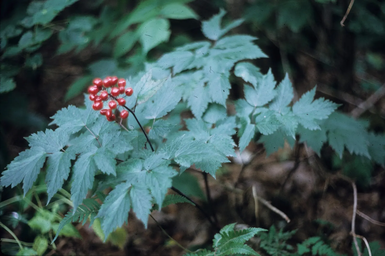 Red Baneberry (Actaea Rubra) — white flowers in the garden; and consistently achieves a moderate growth to reach a mature height and spread of approximately