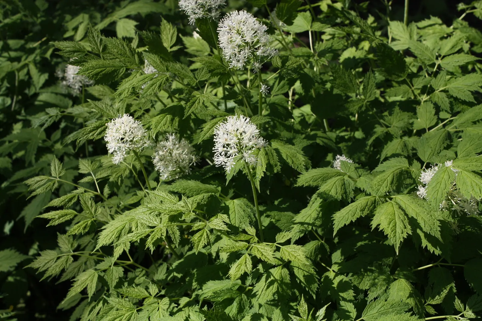 Red Baneberry (Actaea Rubra) — Ideal for adding color to shaded areas in USDA zones 3-8; these blooms are not only visually appealing but also attract
