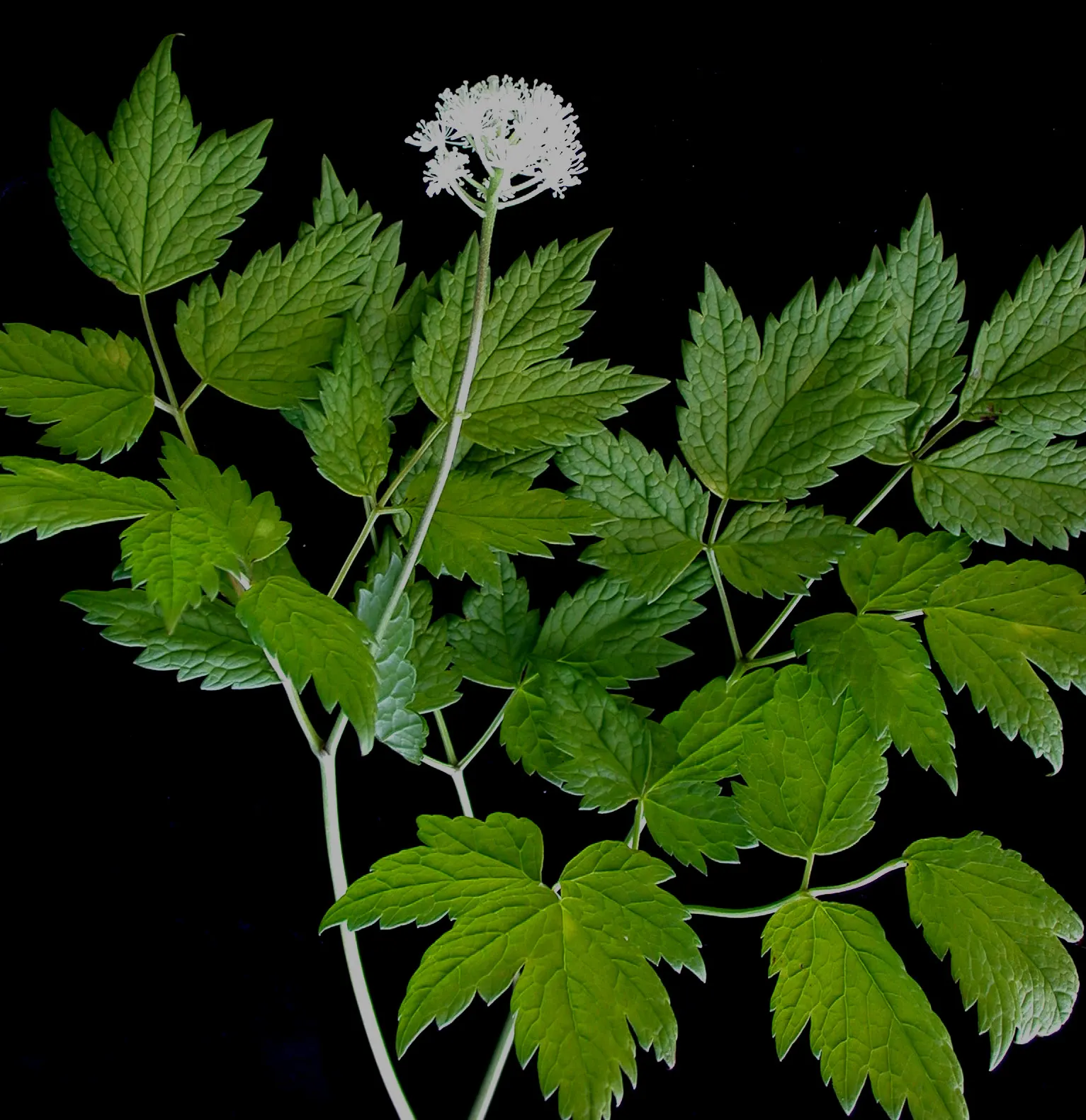 Red Baneberry (Actaea Rubra) — especially in dry periods