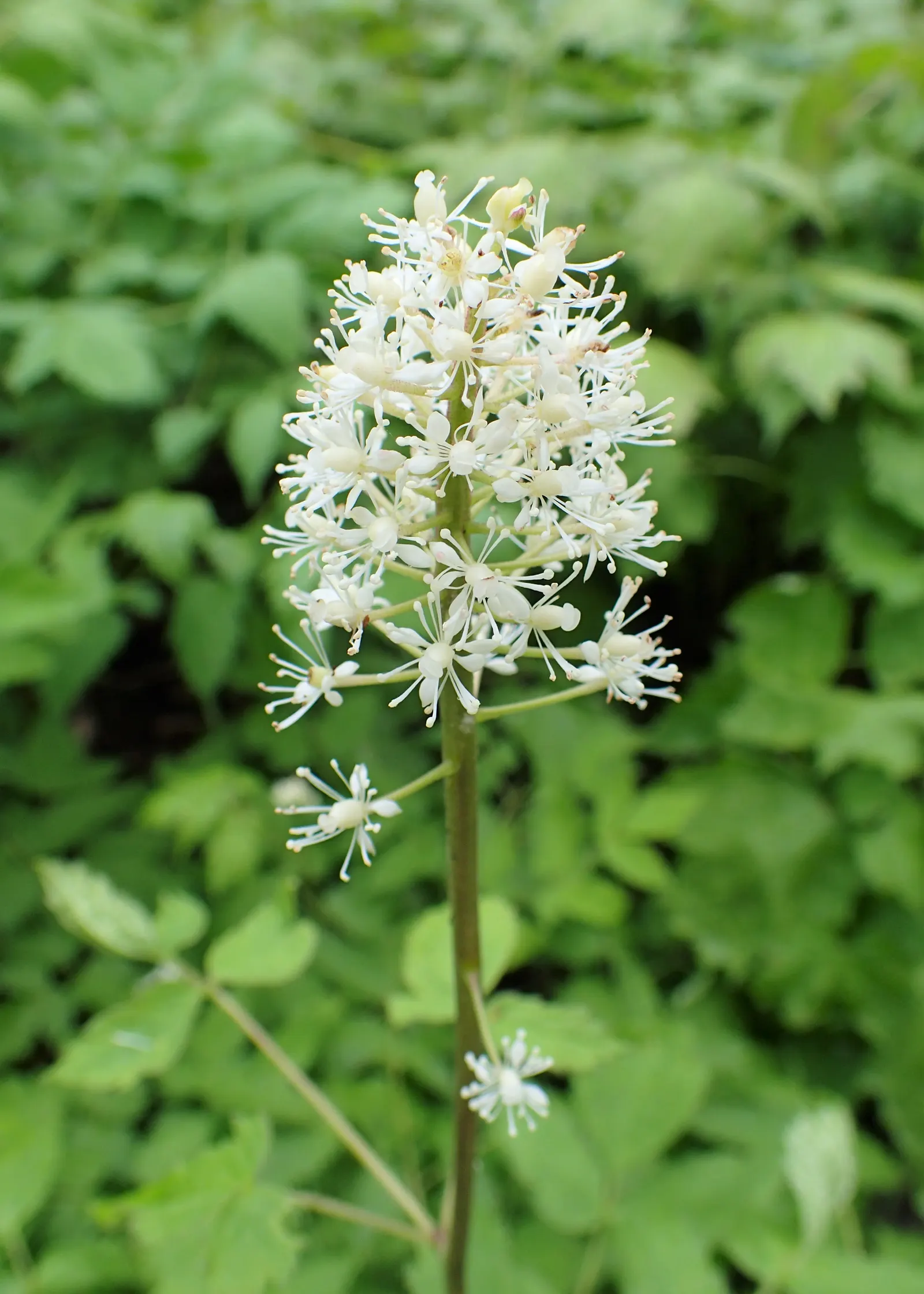 Red Baneberry (Actaea Rubra) — Red Baneberry is an excellent choice for naturalistic plantings; in late spring to early summer
