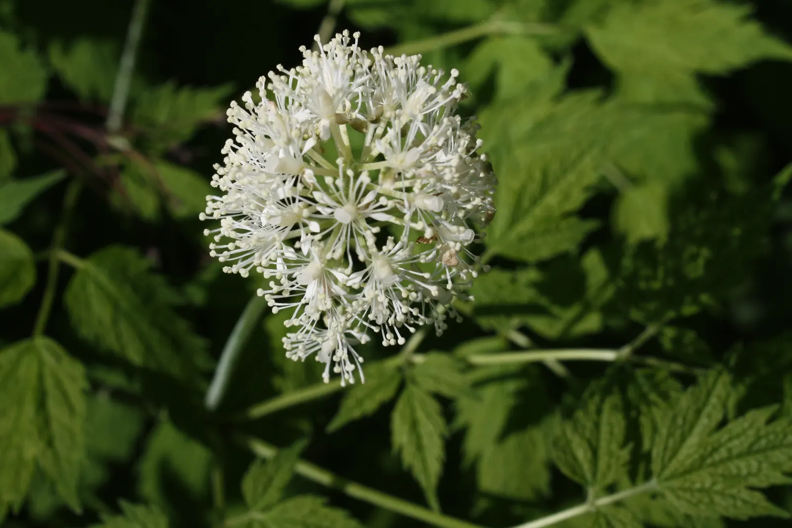 Red Baneberry (Actaea Rubra) — maturing to bright red berries by late summer; the berries offer a striking contrast against the verdant foliage but are toxic