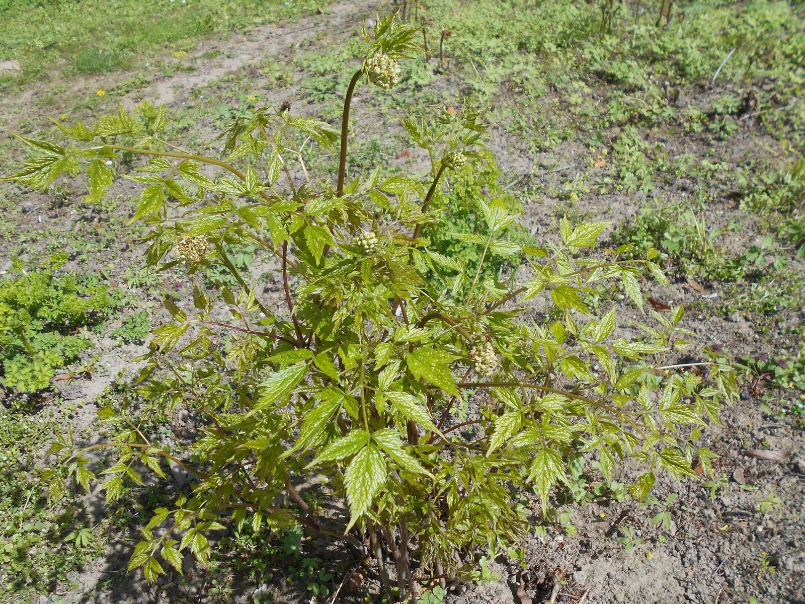 Red Baneberry (Actaea Rubra) — <br><br>The foliage of Red Baneberry is a lush deep green