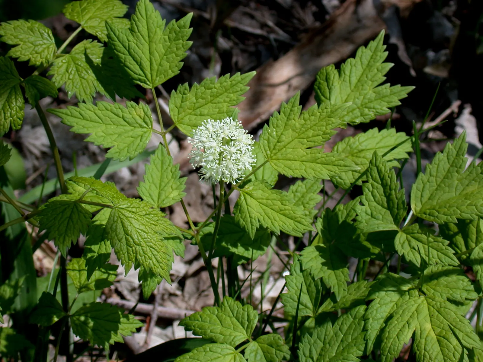 Red Baneberry (Actaea Rubra) — white flowers in the garden