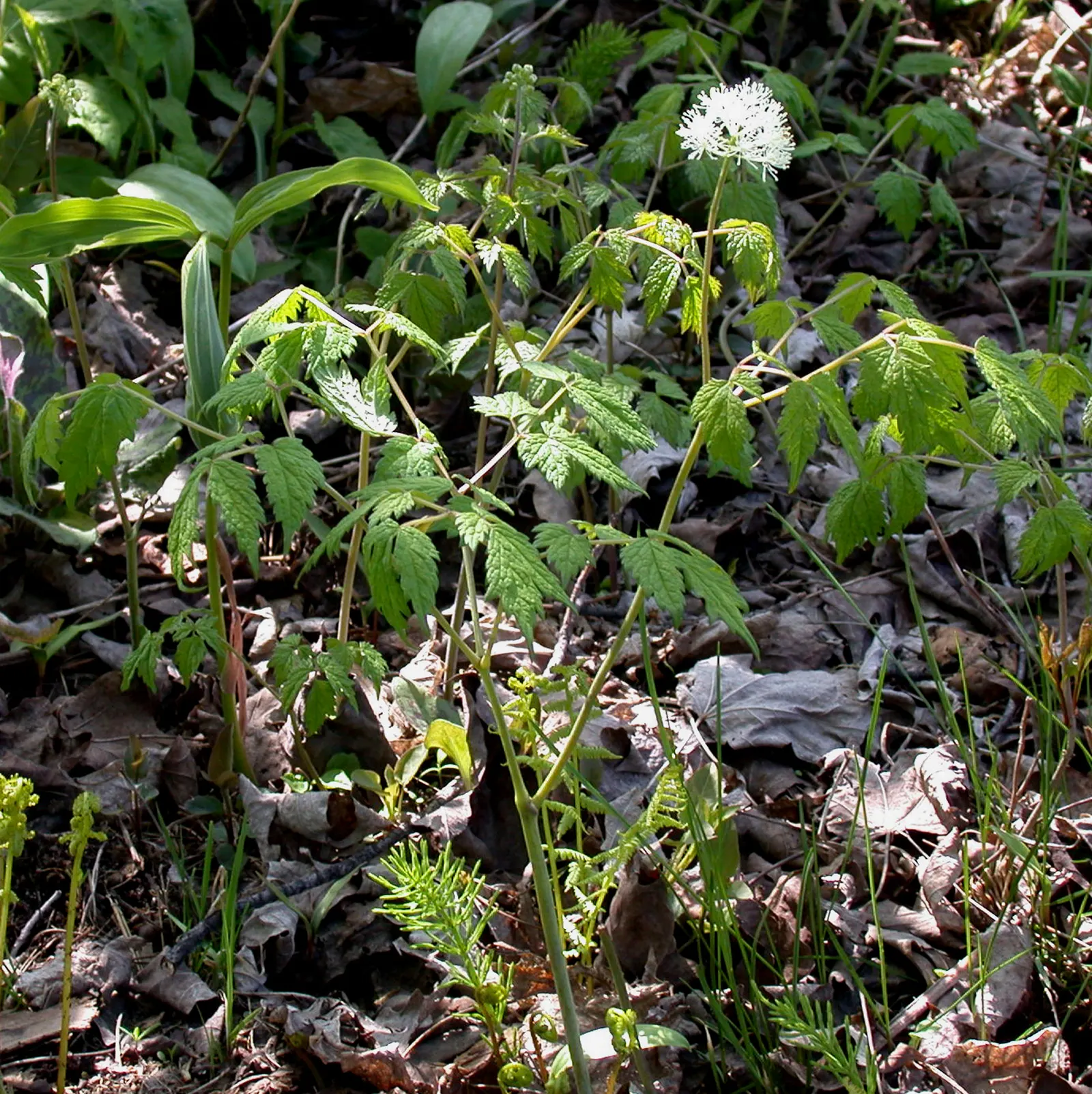 Red Baneberry (Actaea Rubra) — fluffy white flowers that are grouped in terminal clusters, image 38
