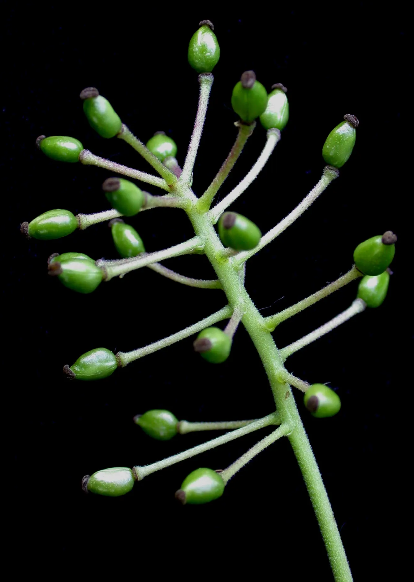 Red Baneberry (Actaea Rubra) — with compound leaves that are finely divided into toothed leaflets