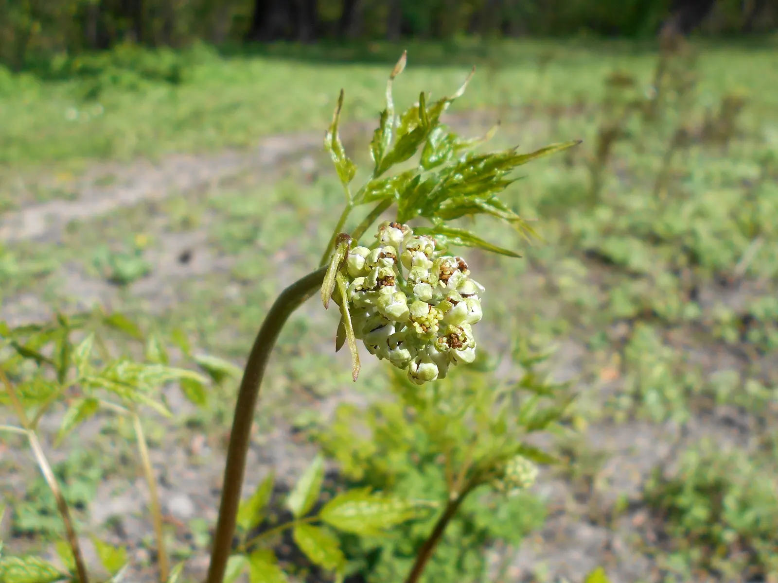 Red Baneberry (Actaea Rubra) — the true spectacle begins as the plant produces vivid red berries