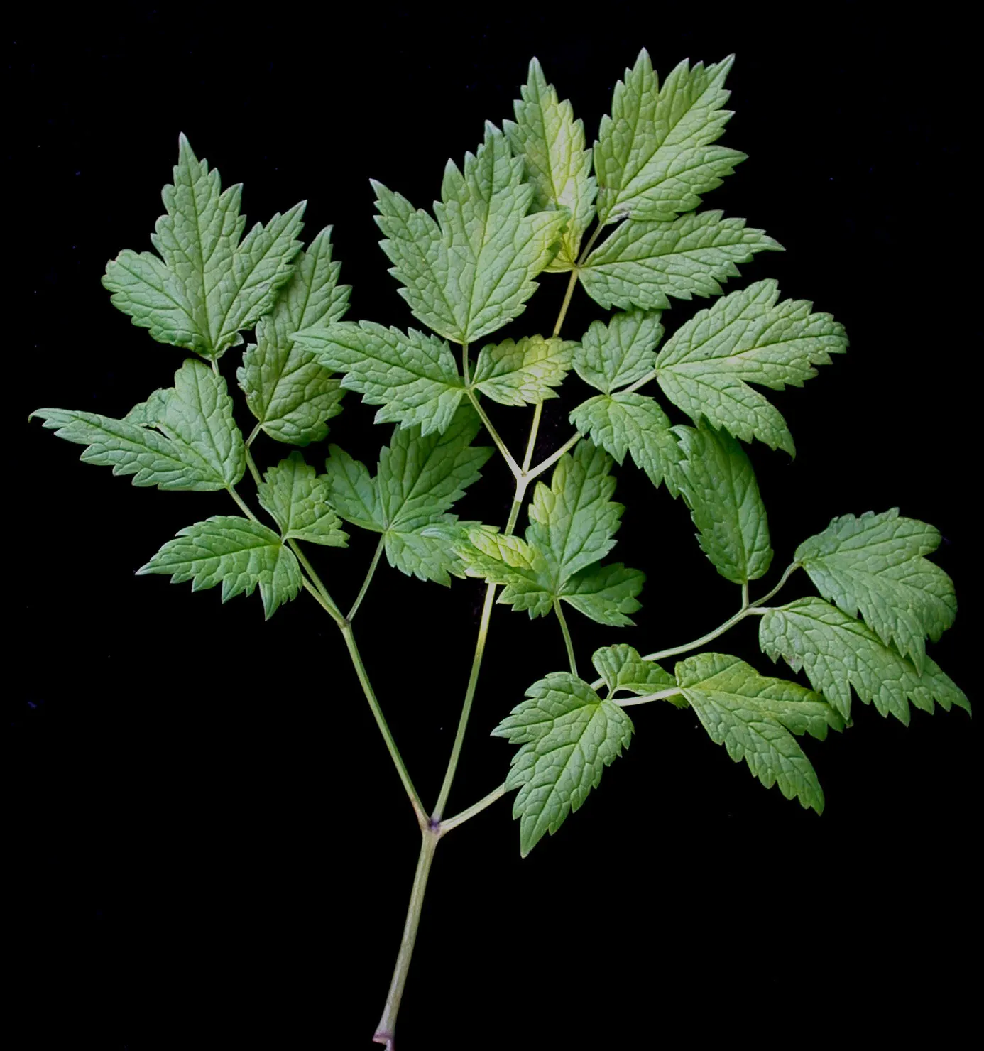 Red Baneberry (Actaea Rubra) — perennial for deep shade or shade; especially in dry periods, image 75