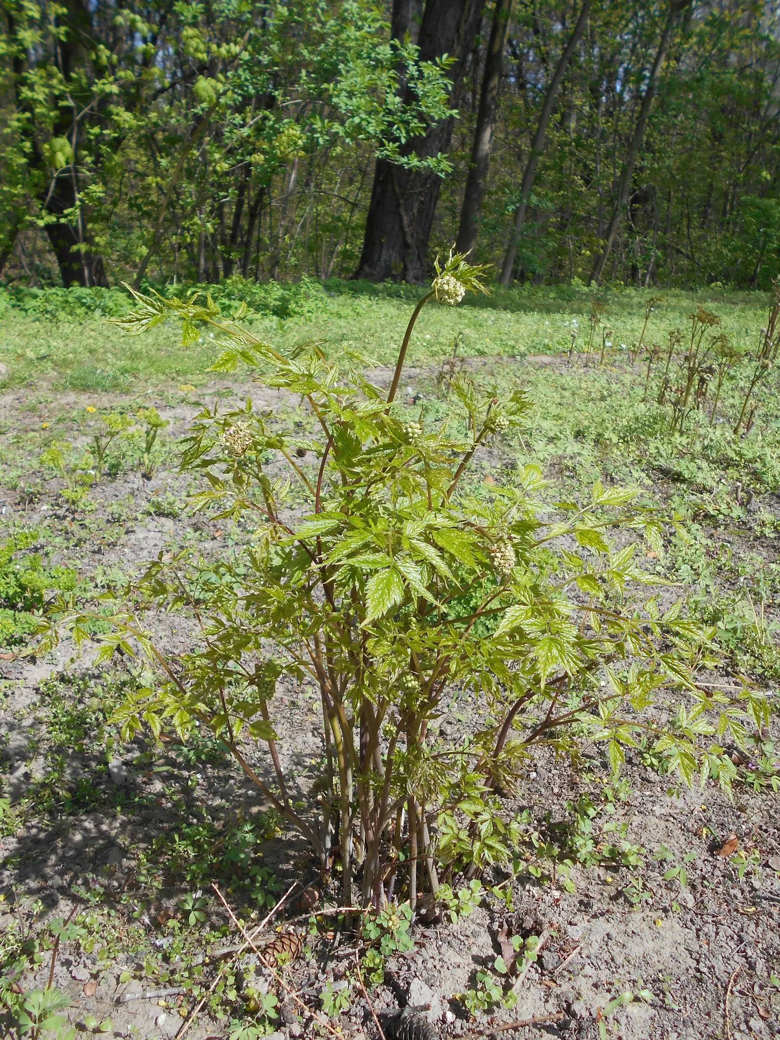 Red Baneberry (Actaea Rubra) — This woodland plant thrives in USDA hardiness zones 3 to 8, favoring dappled sunlight to full shade; or alongside, image 82