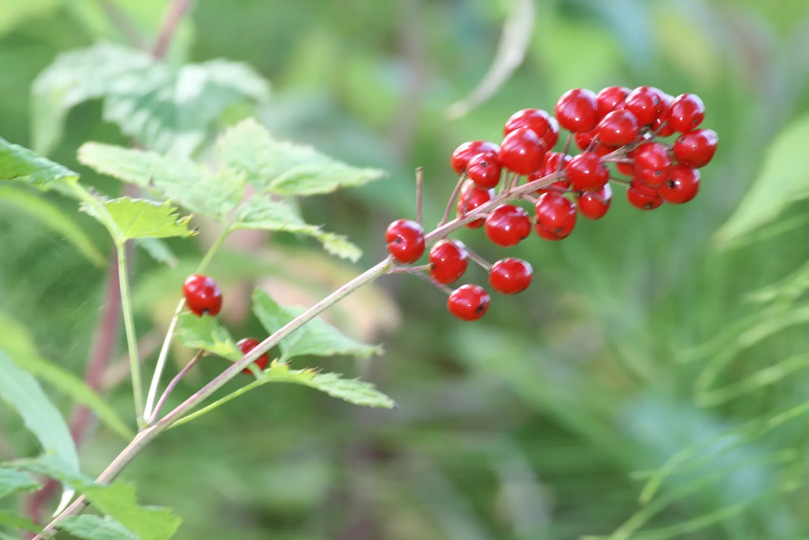 Red Baneberry (Actaea Rubra) — each about 1/3 to 1/2 inch in diameter