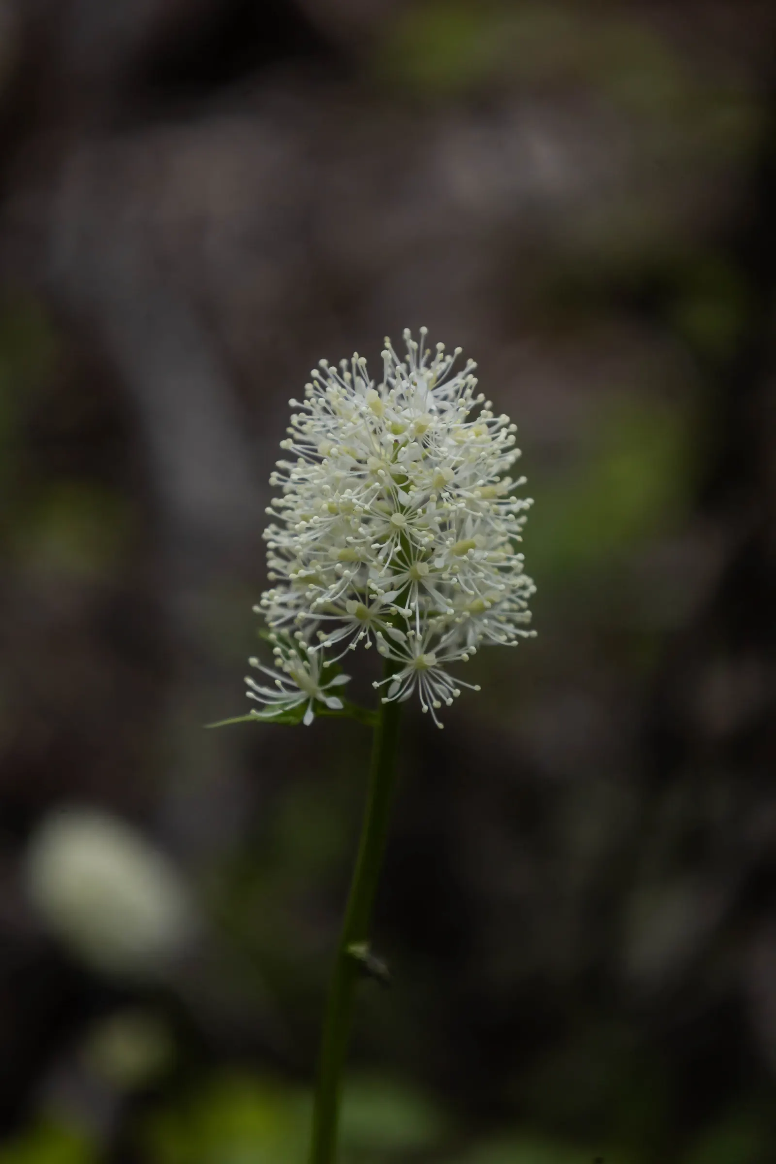 Red Baneberry (Actaea Rubra) — Caution: its alluring berries are toxic if ingested; this woodland plant thrives in USDA hardiness zones 3 to 8, image 55