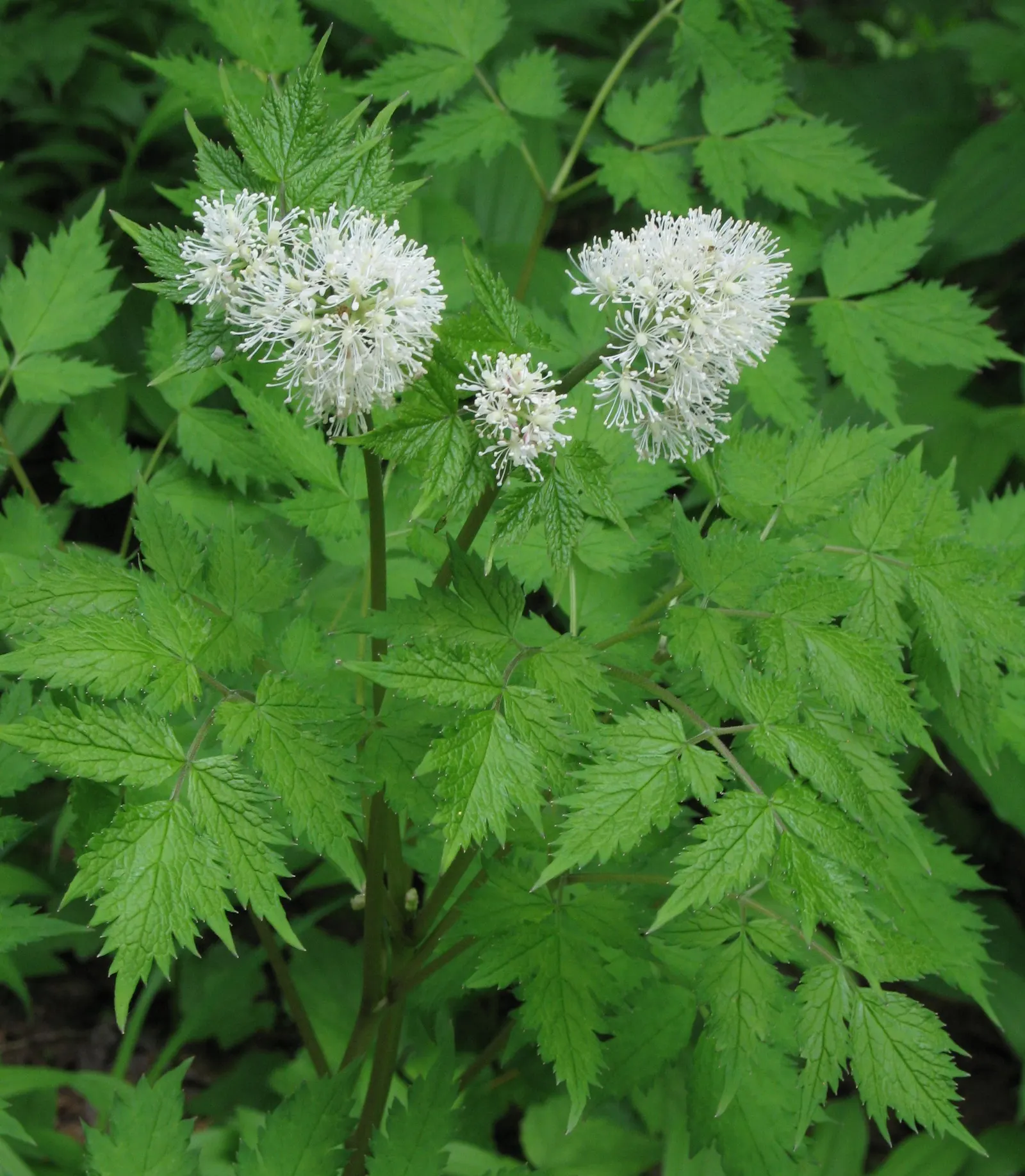 Red Baneberry (Actaea Rubra) — Caution: its alluring berries are toxic if ingested