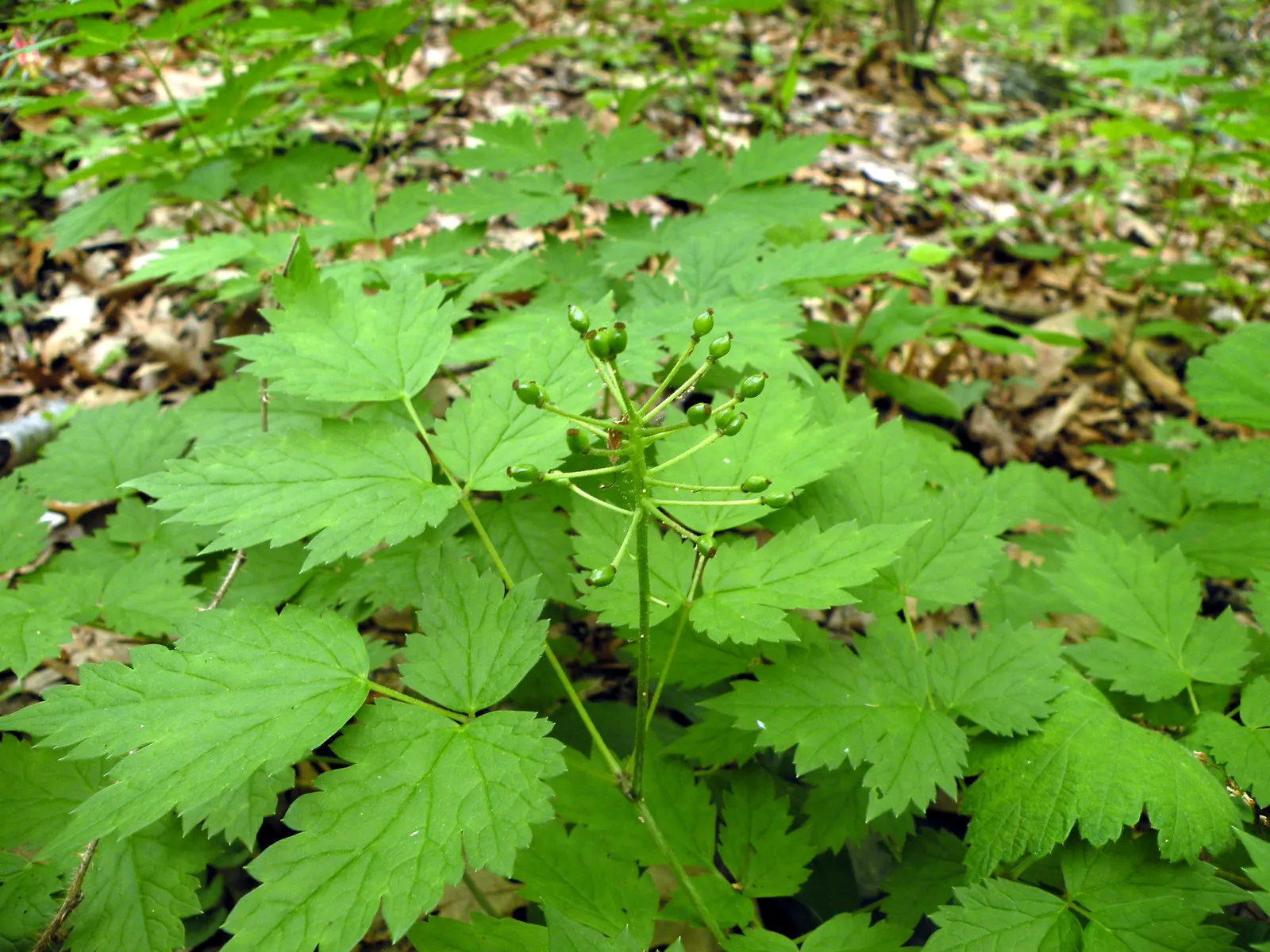Red Baneberry (Actaea Rubra) — This woodland plant thrives in USDA hardiness zones 3 to 8, favoring dappled sunlight to full shade