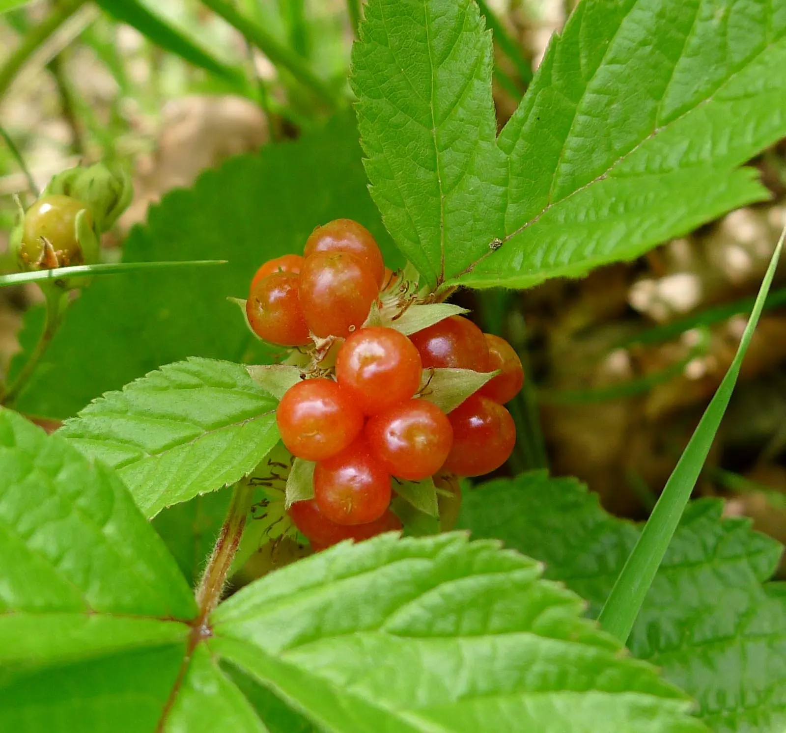 Red Baneberry (Actaea Rubra) — or alongside ferns and hostas for a varied texture display