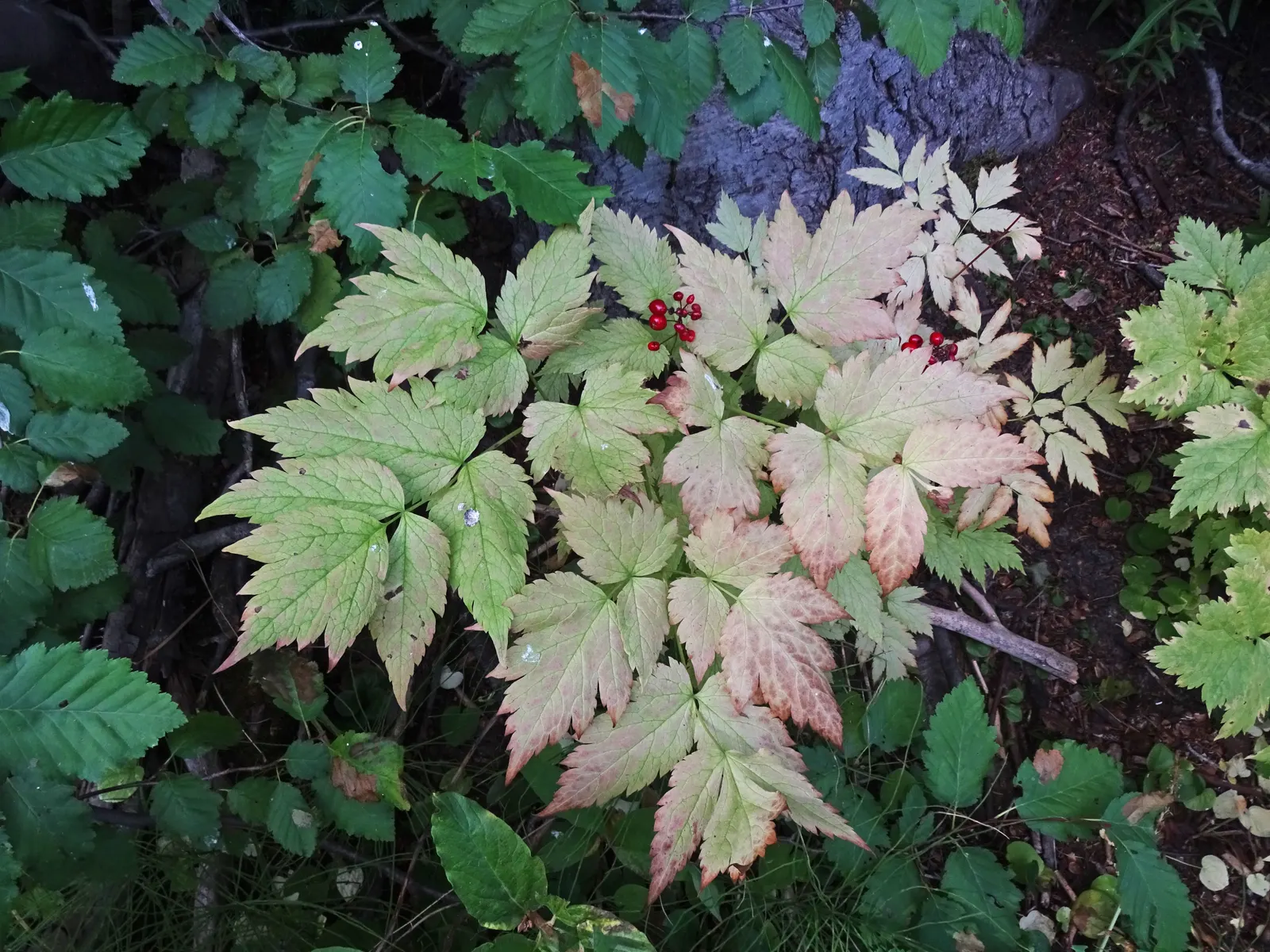 Red Baneberry (Actaea Rubra) — perennial with white blooms