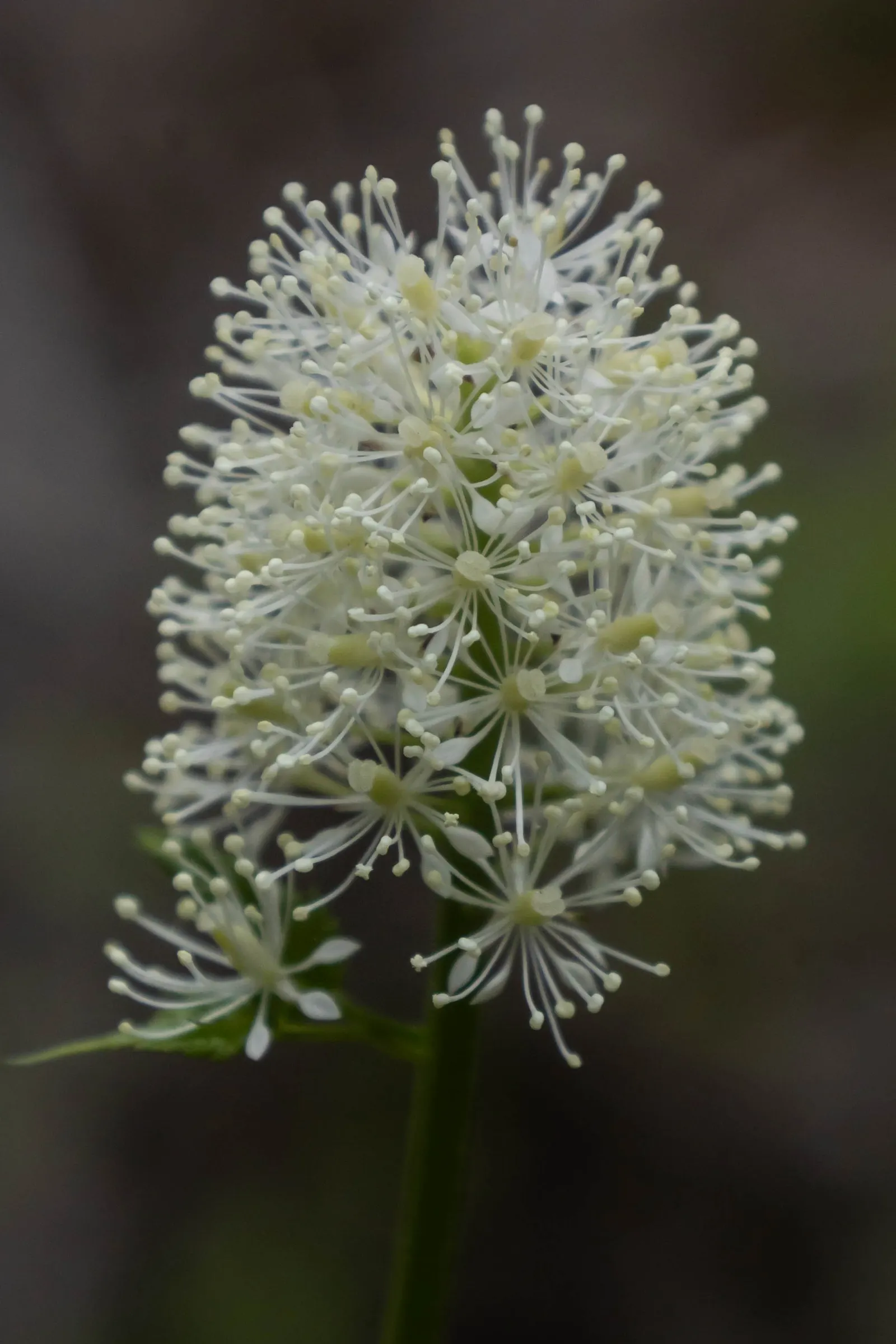 Red Baneberry (Actaea Rubra) — fluffy white flowers that are grouped in terminal clusters, image 63