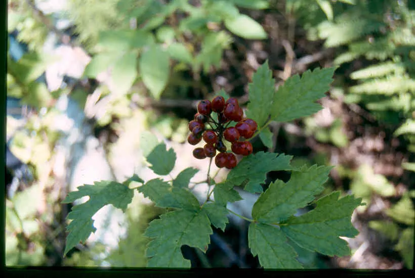 Red Baneberry (Actaea Rubra) — The berries offer a striking contrast against the verdant foliage but are toxic if ingested; white flowers in the garden