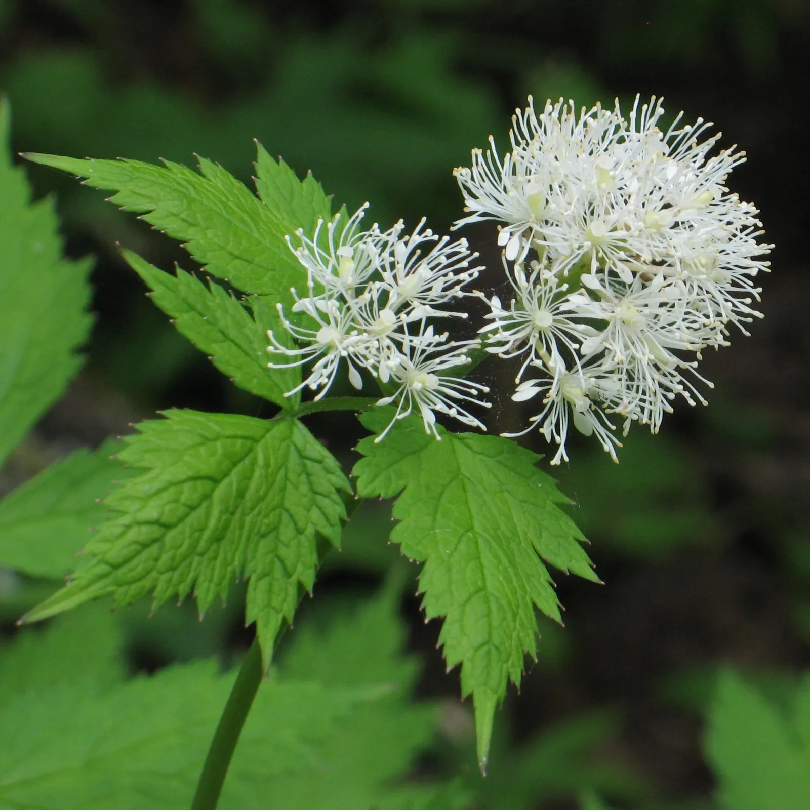Red Baneberry (Actaea Rubra) — In late spring to early summer