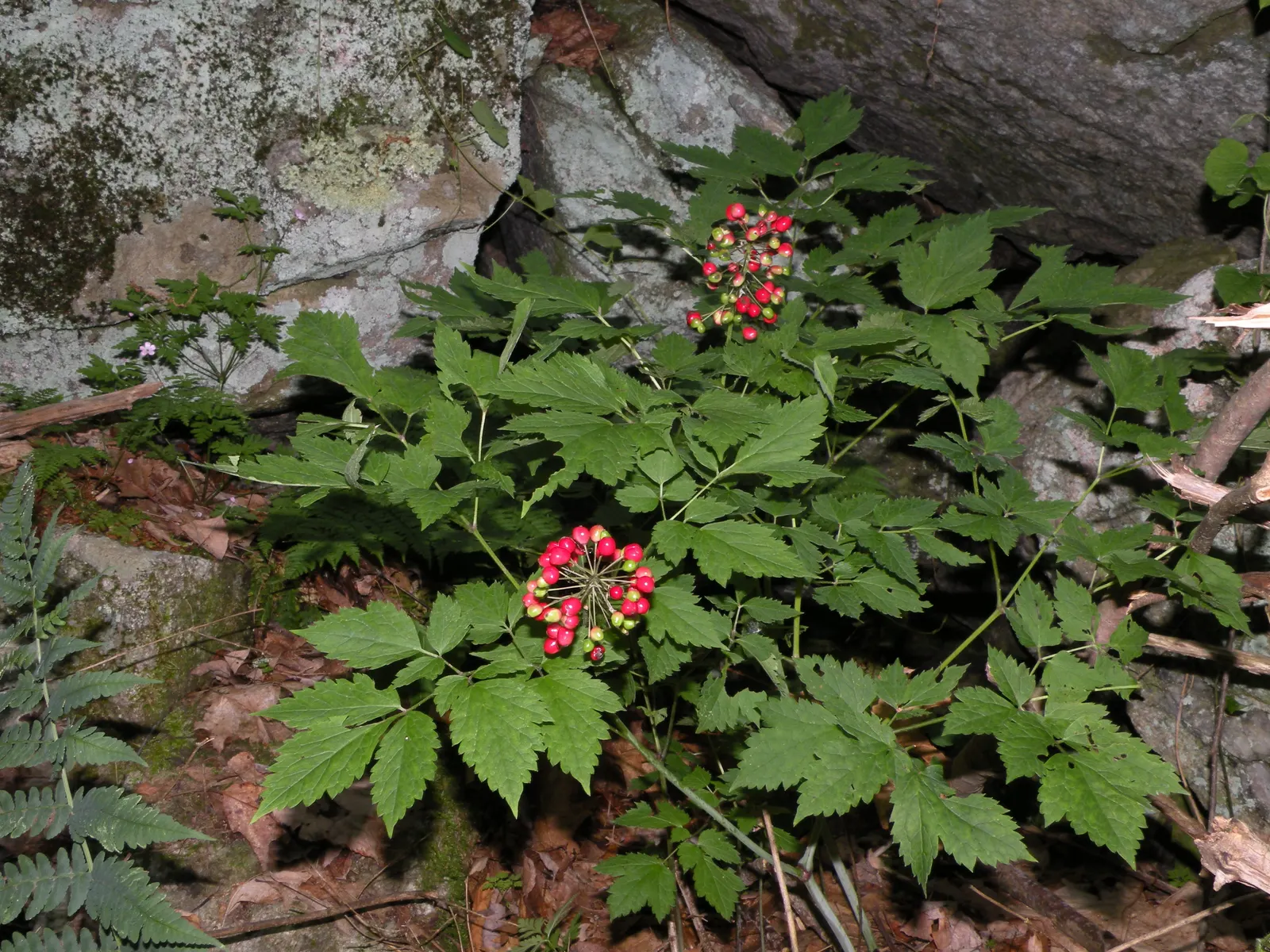 Red Baneberry (Actaea Rubra) — and consistently achieves a moderate growth to reach a mature height and spread of approximately 1.5 to 3 feet; maturing to