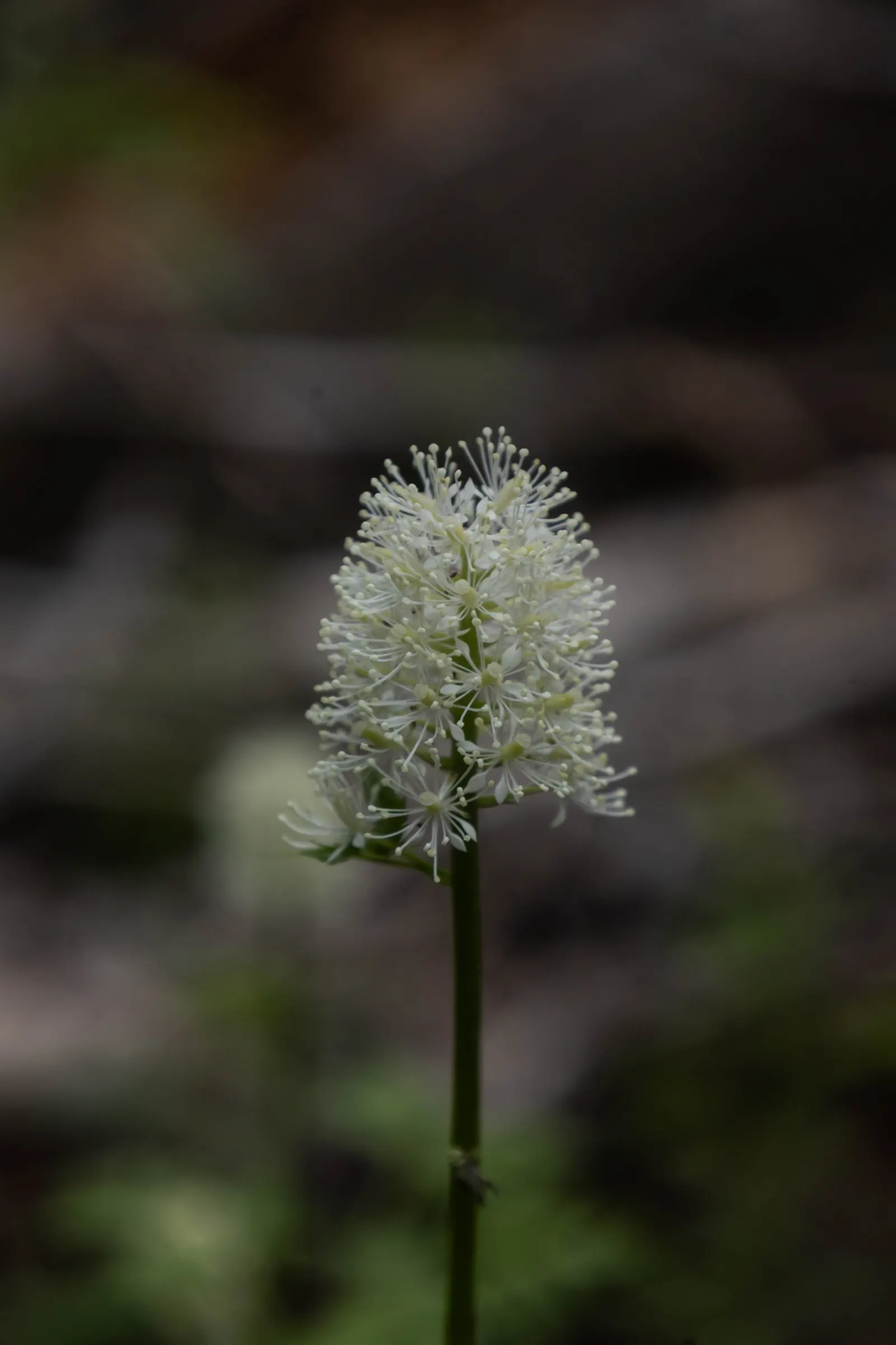 Red Baneberry (Actaea Rubra) — Caution: its alluring berries are toxic if ingested; this woodland plant thrives in USDA hardiness zones 3 to 8, image 80