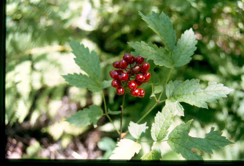 Red Baneberry (Actaea Rubra) — This woodland plant thrives in USDA hardiness zones 3 to 8, favoring dappled sunlight to full shade; or alongside, image 57