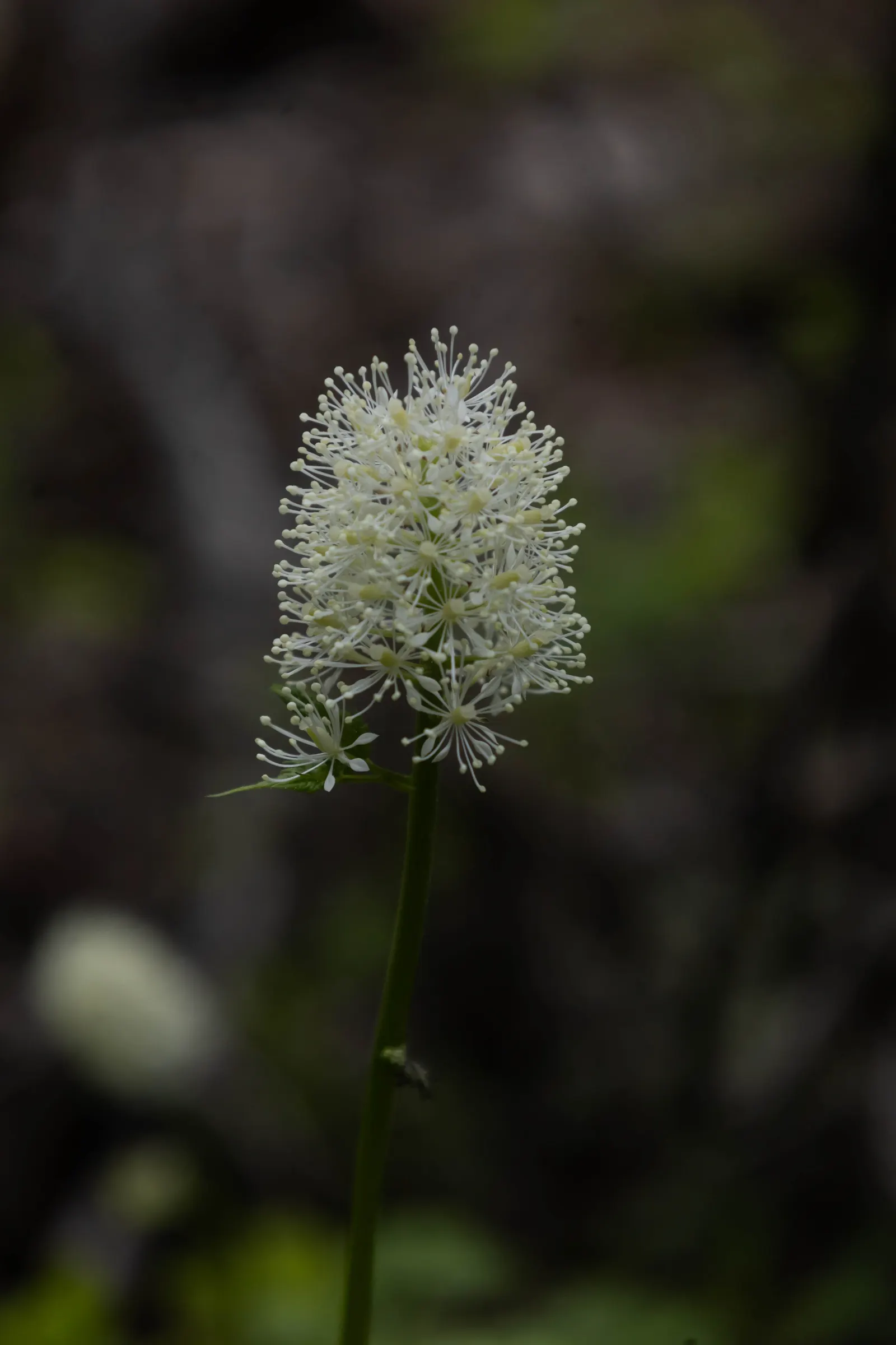Red Baneberry (Actaea Rubra) — white flowers in the garden; and consistently achieves a moderate growth to reach a mature height and spread of, image 73