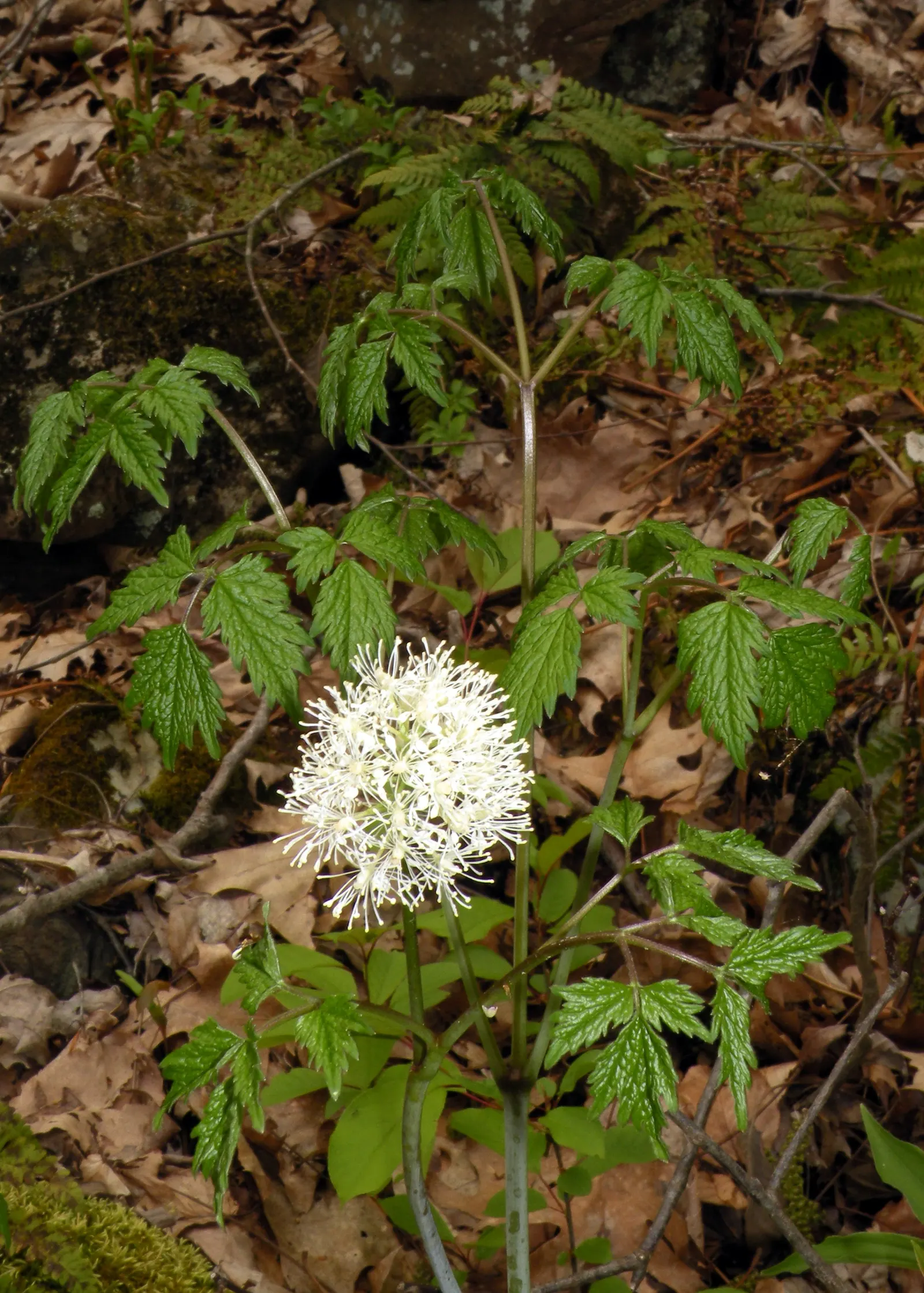 Red Baneberry (Actaea Rubra) — The plant typically grows 1.5 to 3 feet tall with a similar spread; perennial for deep shade or shade