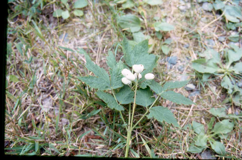 Red Baneberry (Actaea Rubra) — fern-like foliage and dense clusters of small white flowers in spring