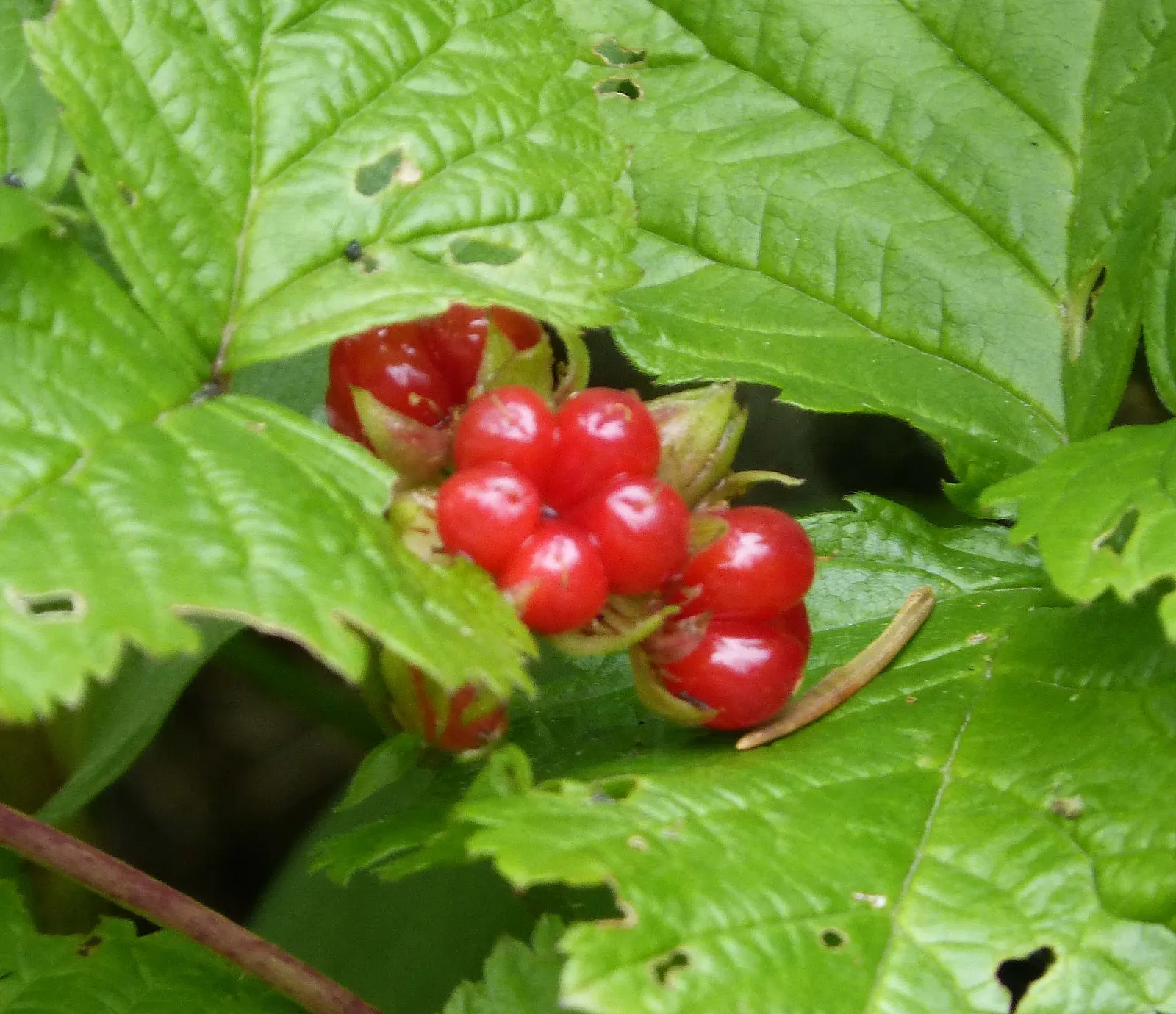Red Baneberry (Actaea Rubra) — perennial for deep shade or shade