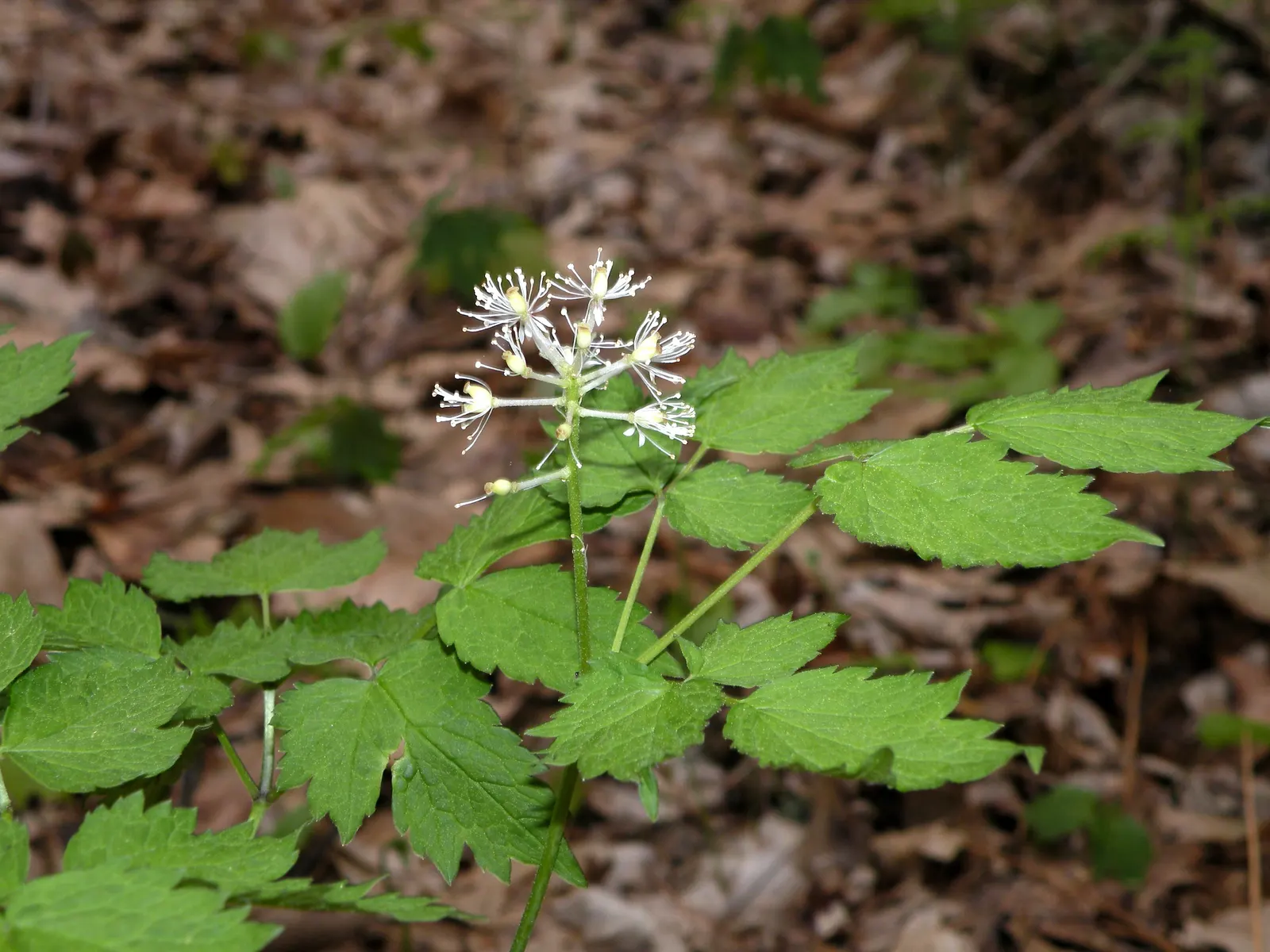 Red Baneberry (Actaea Rubra) — Following the flowering period