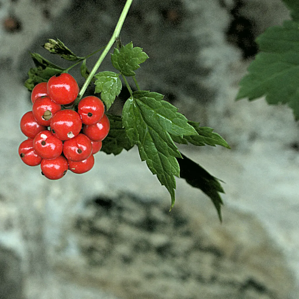 Red Baneberry (Actaea Rubra) — Caution: its alluring berries are toxic if ingested; this woodland plant thrives in USDA hardiness zones 3 to 8, favoring